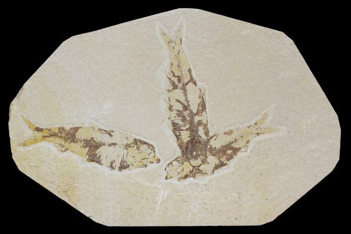 Three Knightia Fossil Fish - Wyoming #88532